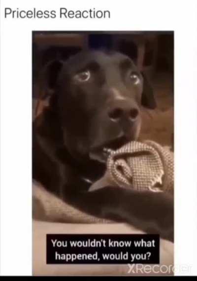 Doggo in shock