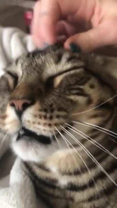 Anyone else’s cat loves the temple rubs? My boy Biscuit loves intense head rubbies. Watch until the end for the, “Bitch you thought you could stop” look.