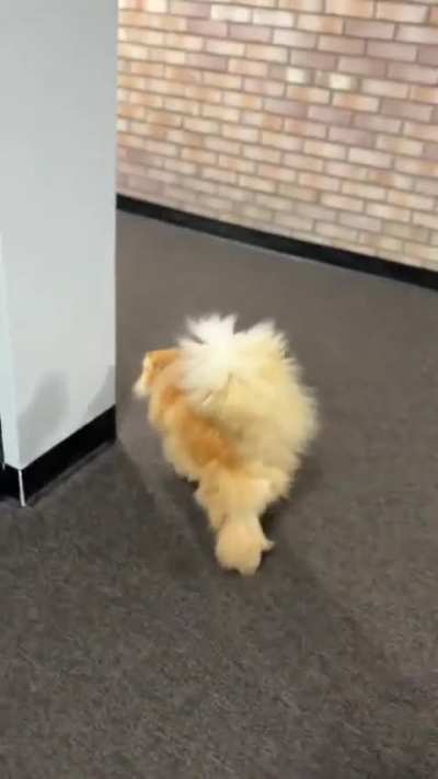 It’s like a feather duster