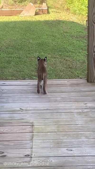 🔥 Bobkitten shows up at porch
