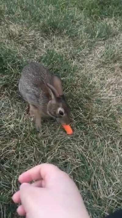I take care of some wild bunnies that live in my yard and they even eat out of my hand! I thought you guys might appreciate this video
