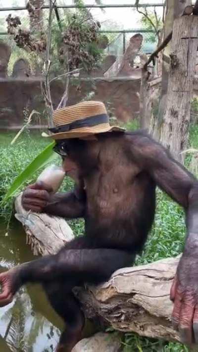 monke have no worries about life