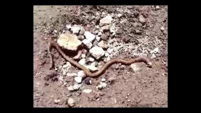 That part of Amusia hits different