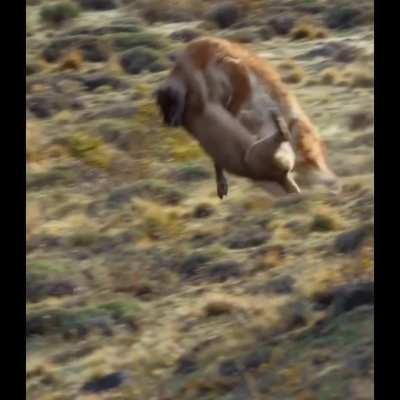 🔥Puma vs Guanaco, Torres del Paine National Park, Chile