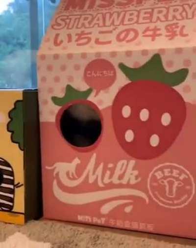 Cat trying out a new house