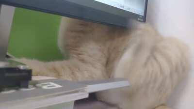 Why won't this scratch go away?