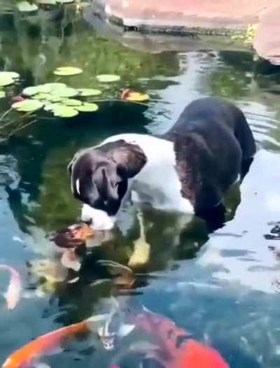 These fish are friendly!