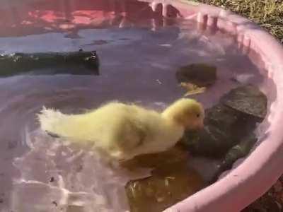 Bath time is Mr. Ducc’s favorite!