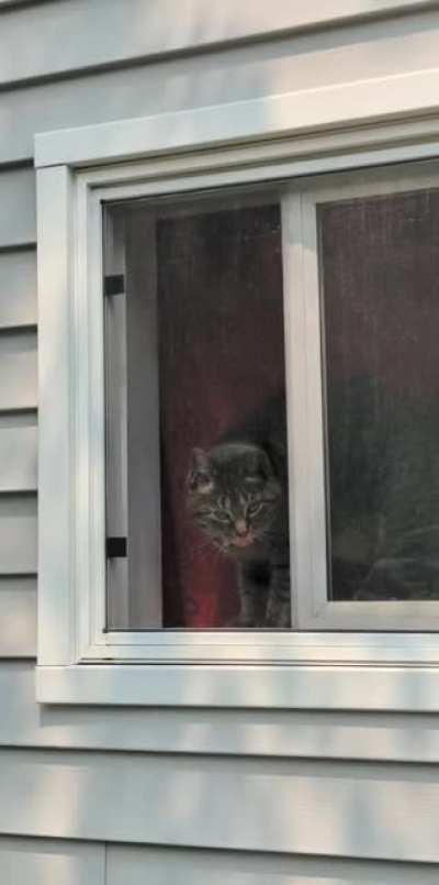 Got yelled at on my walk today