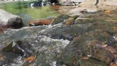 The Patapsco River for those who enjoy nature sounds