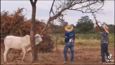 Helping out a stuck cow 🐮