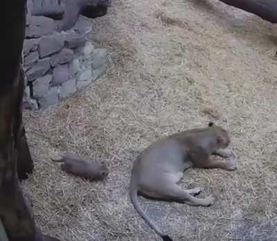 Little fella sneaking on his mom