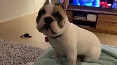 Our very talkative Frenchie