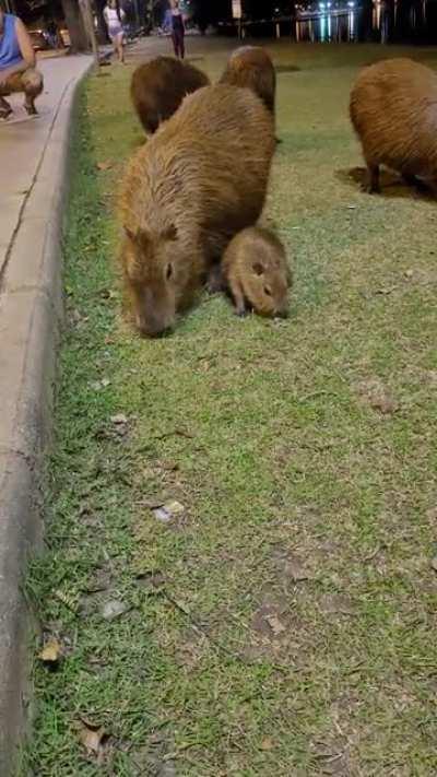 capy baby eating with his family