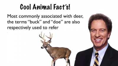Cool Animal Fact's!