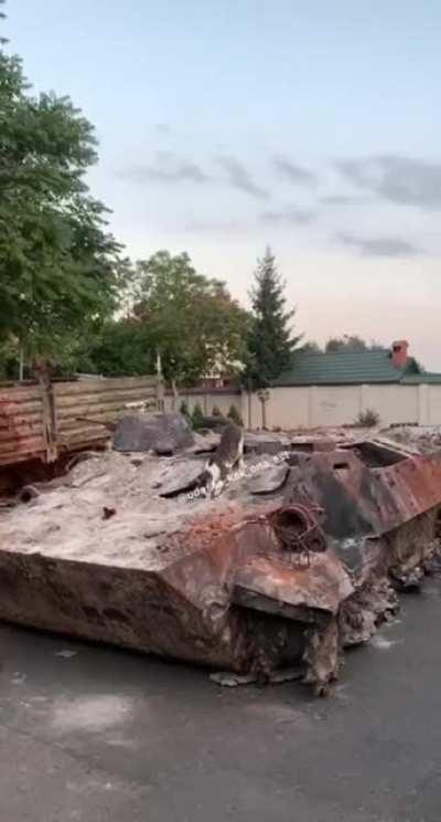 Odessa. A local cat expresses its feelings towards russian scap metal at local exhibition.