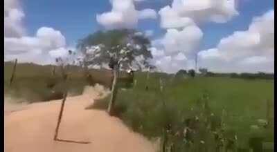 Cavalo Agiota fugindo da biqueira dotobia.