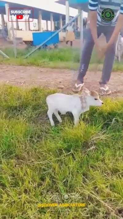 This is a baby Punganur Dwarf cow in India and the  average height is 70â90 cm and its weight is 115â200 kg.