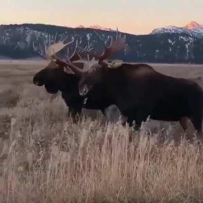🔥Moose in Grand Teton National Park🔥