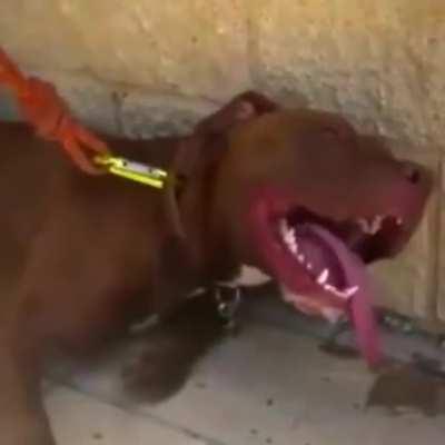 Спасения собаки