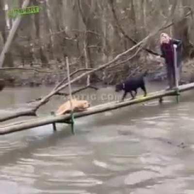 Doggie comes to help…