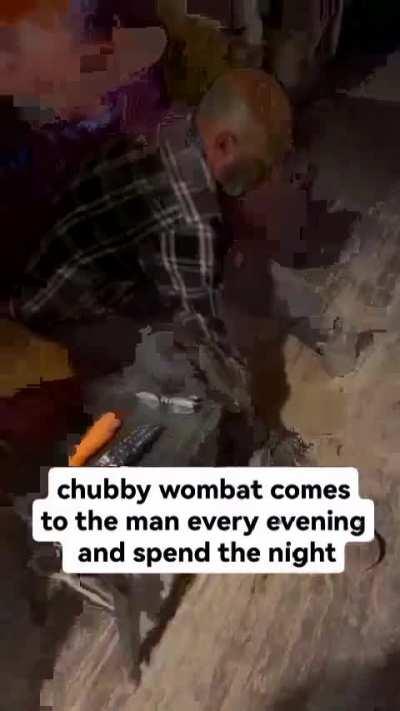 Wombat daddy