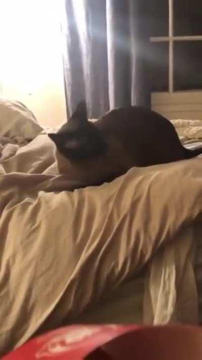Kitty can’t handle the bed sheets