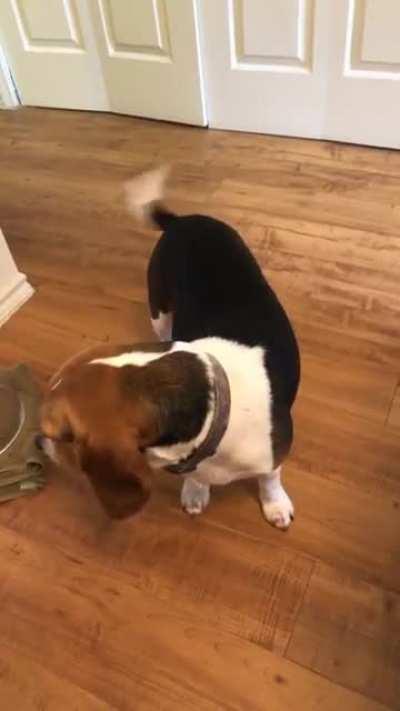 My name is peanut and I like to sing.