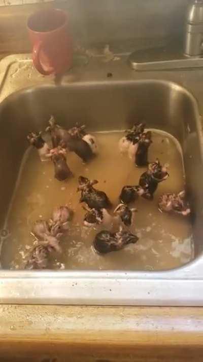 Blursed Bathing Rats