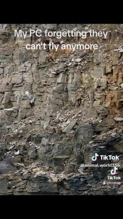 So that's how many dice for fall damage?