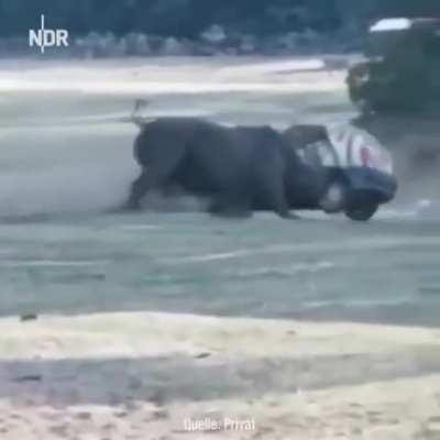 Blocking the path of a wild rhino