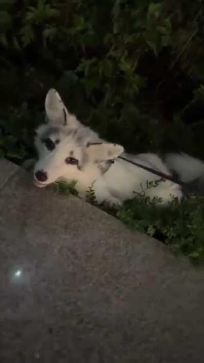 Ran into a domesticated fox Shenzhen China. He was beautiful…