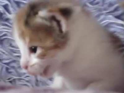 Two Small Criminals Discussing About Their Crimes