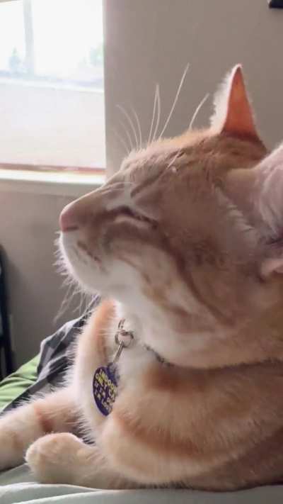 Bongo, I need to get dressed