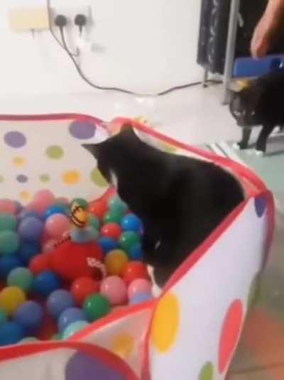 Cats don’t like balls