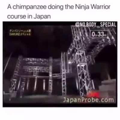 Monkey does a ninja warrior course