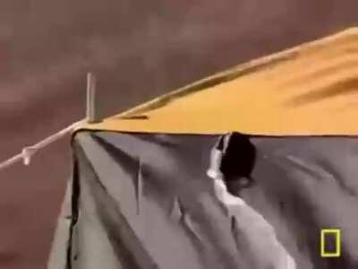 Helpful birbs clean up campsite