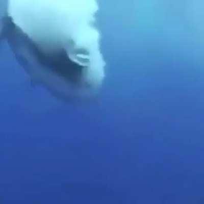 Excuse me a moment while I leap from a helicopter and tackle this giant fish.