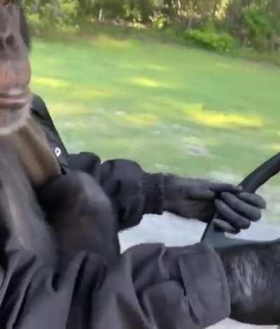 A monkey driving