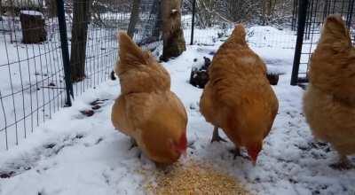 Pretty flock in the snow