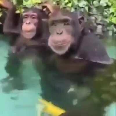 Merry Chritmas monkes