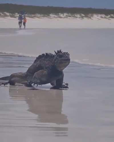 Just Godzilla strolling on the beach in the Galapagos