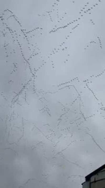 Different kind of bird conjunctions. tf!