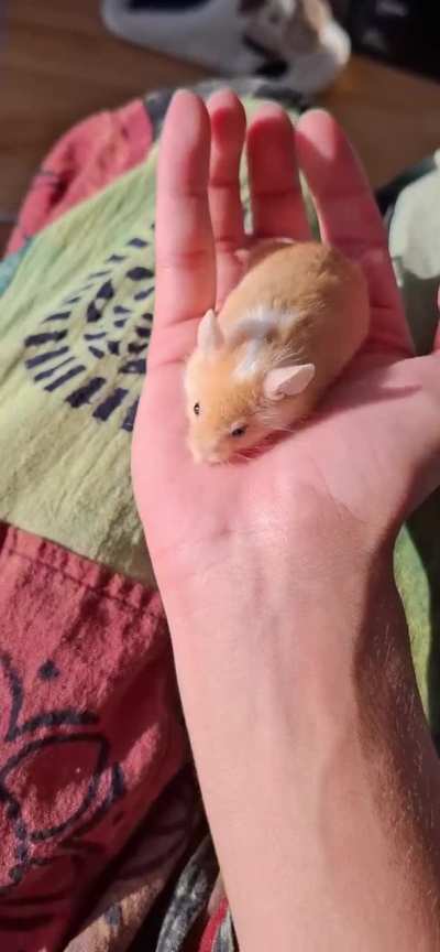 Hello Hello you are a litol mous.