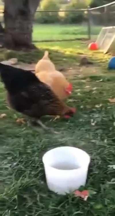 Chicken.exe has stopped working