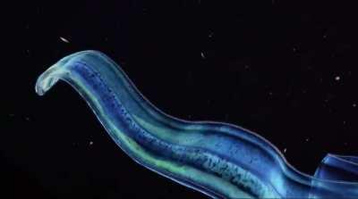 🔥 A comb jelly cestum.