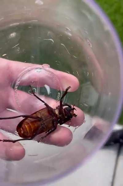 Found this large black beetle with long antennae and large mandibles