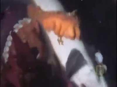 A huge octopus preys on a shark up to one and a half meters long