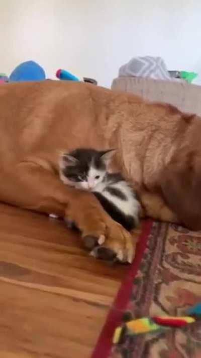 The comfiest place for a quick nap.