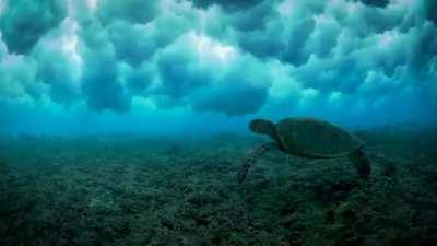 🔥 Sea turtle swimming under the waves